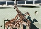 20030322411 blijdorp giraffes 3.jpg